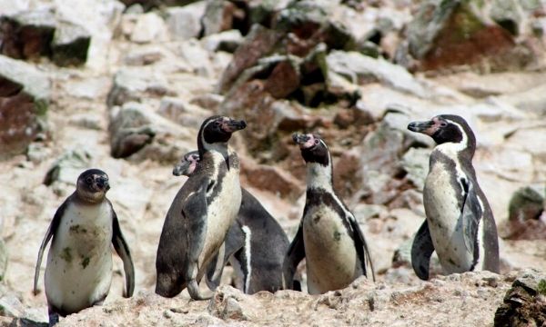 Paracas - Ballestas Island - Tours from Lima - Peru Bucket List - Tour Agency