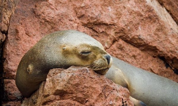 Best Ballestas Island in Paracas | Peru Tour Package | All Inclusive | Solo Travelers | Best Prices | Peru Bucket List | Tour Agency