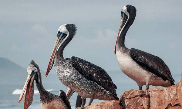 Beste Ballestas Insel in Paracas | Peru Tour Paket | All Inclusive | Alleinreisende | Beste Preise | Peru Bucket List | Reiseagentur