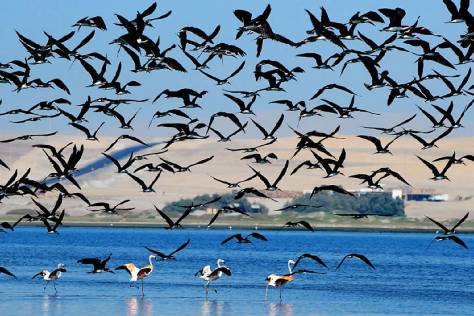 Flamingos flying over Paracas Coast - Lima to Paracas Bus - Wayki Bus