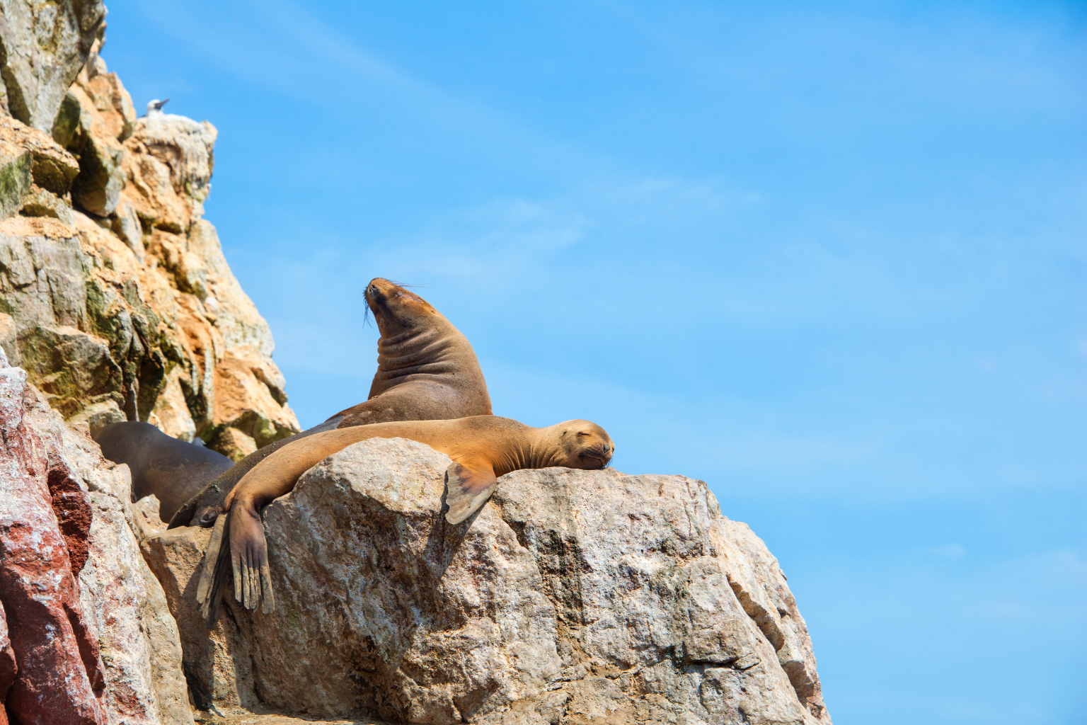 Sean Lion resting - Ballestas Island - Lima to Paracas Shuttle Bus - Wayki Bus