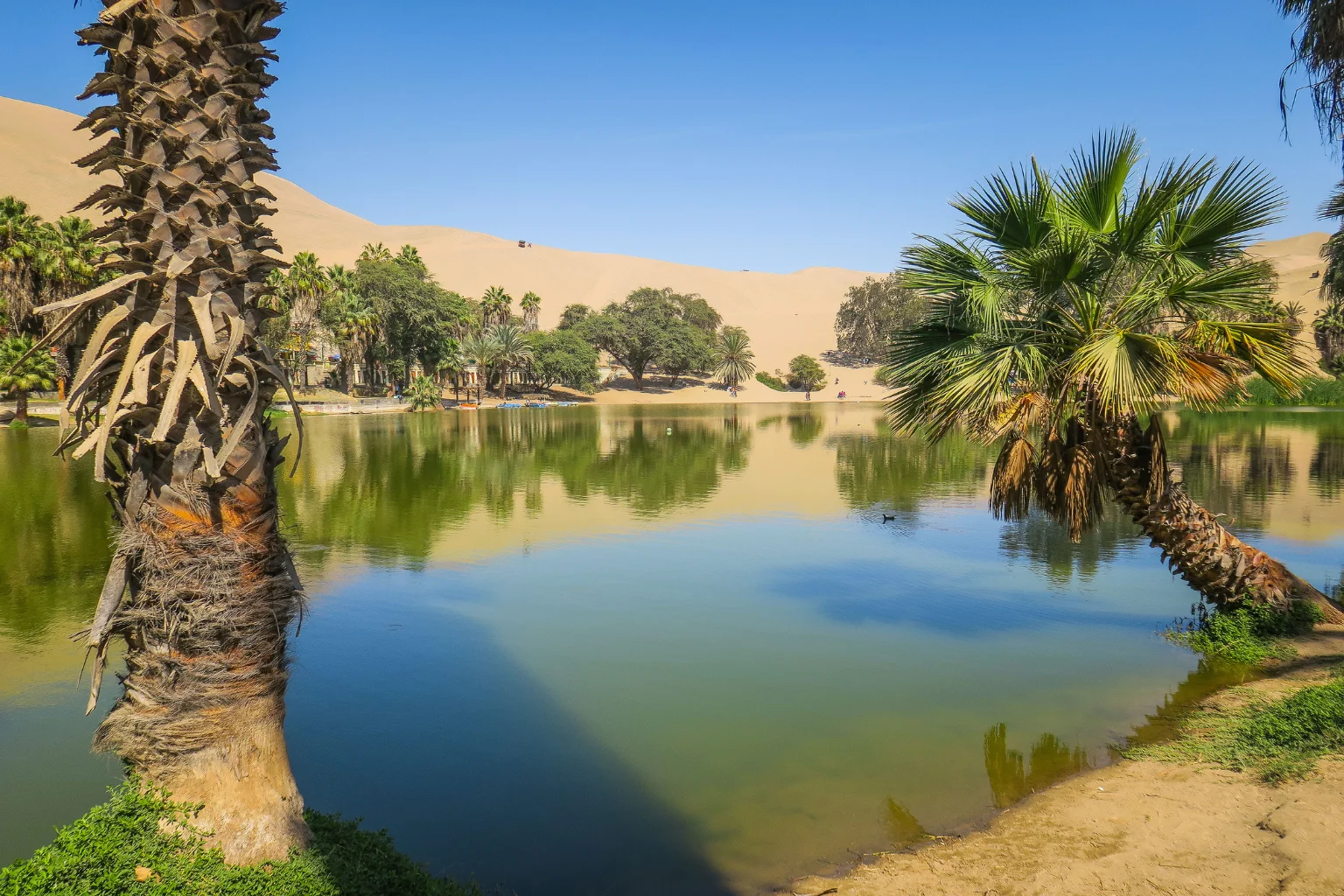 Huacachina Oasis desert lagoon with palm trees and golden sand dunes in Ica Peru - Lima to Huacachina Bus - Peru Wayki Bus