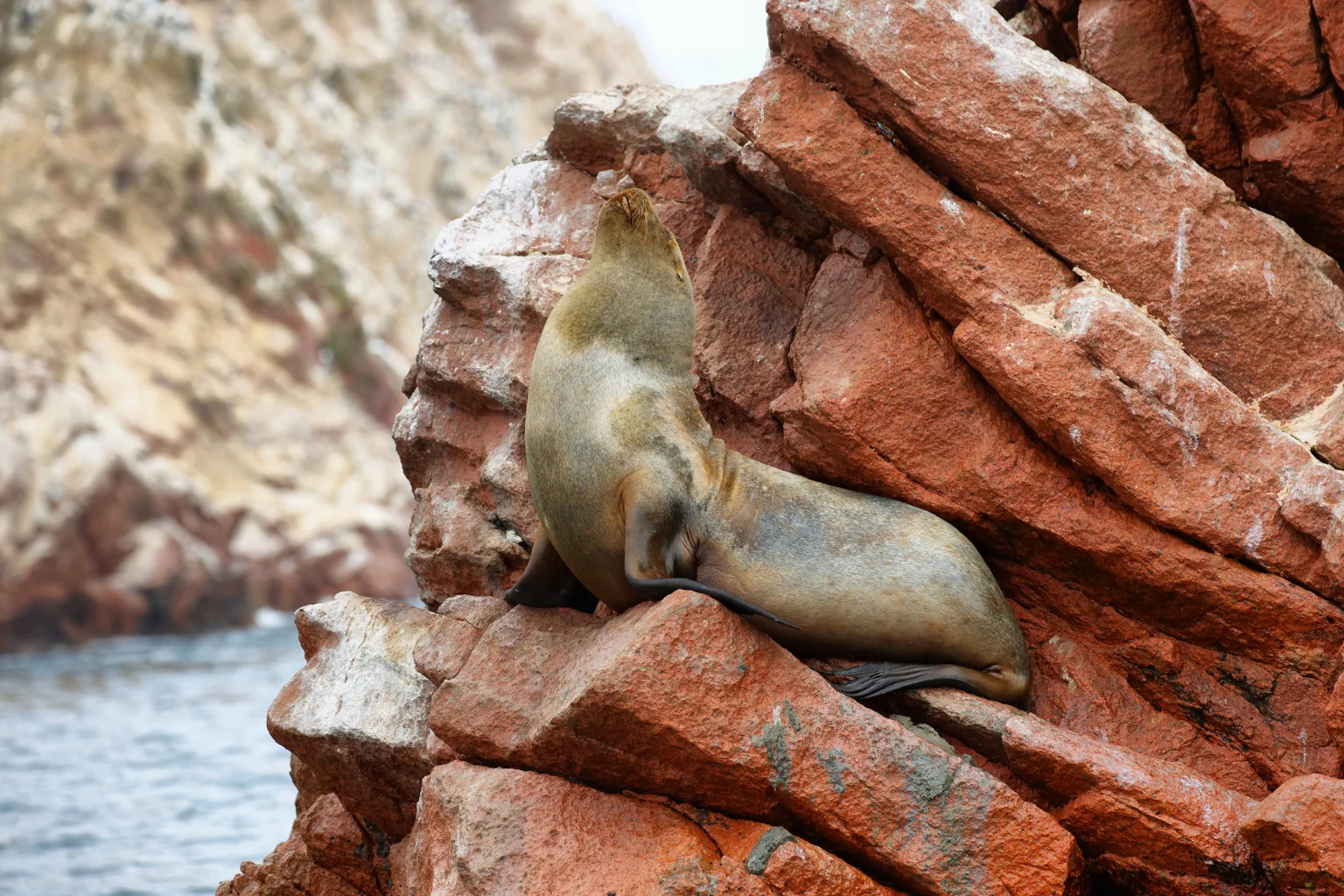 Ballestas Island Boat Tour in Paracas - Wayki Bus