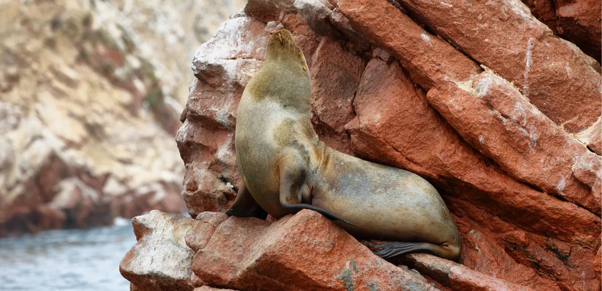 Ballestas Islands Boat Tour - Paracas Wildlife Experience - Wayki Bus - Lima Paracas Bus