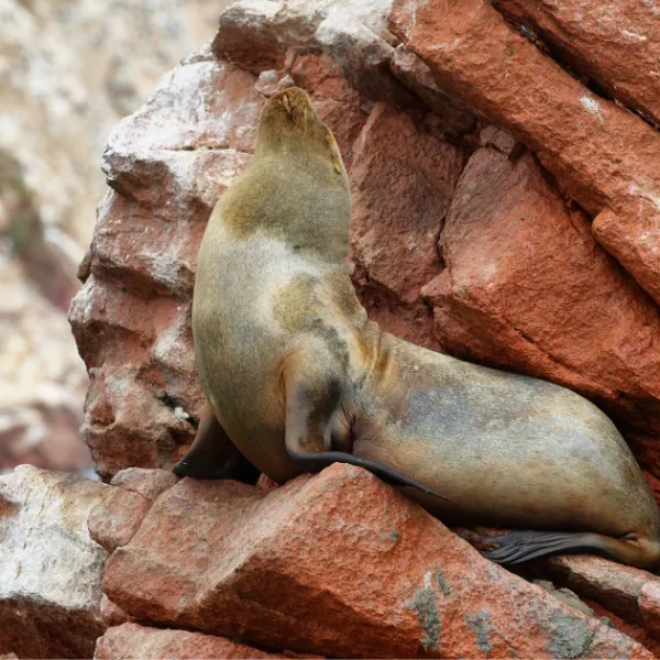 Ballestas Islands Boat Tour - Paracas Wildlife Experience - Wayki Bus - Lima Paracas Bus