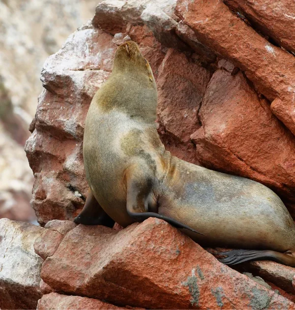 Ballestas Islands Boat Tour - Paracas Wildlife Experience - Wayki Bus - Lima Paracas Bus