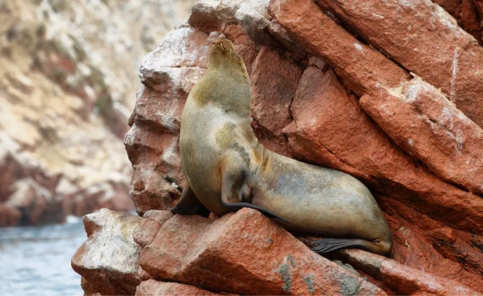 Ballestas Islands Boat Tour - Paracas Wildlife Experience - Wayki Bus - Lima Paracas Bus