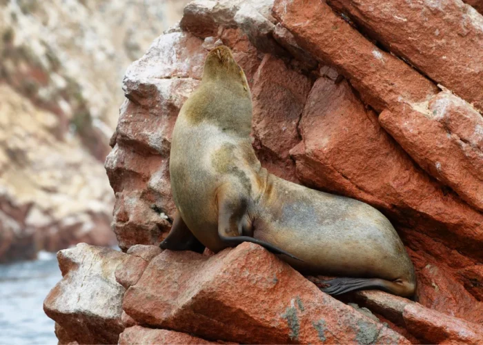 Ballestas Islands Boat Tour - Paracas Wildlife Experience - Wayki Bus - Lima Paracas Bus