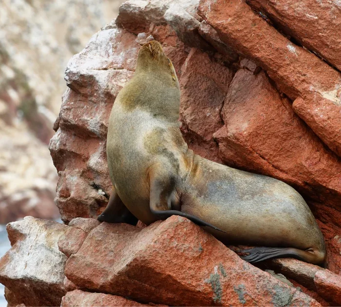 Ballestas Islands Boat Tour - Paracas Wildlife Experience - Wayki Bus - Lima Paracas Bus
