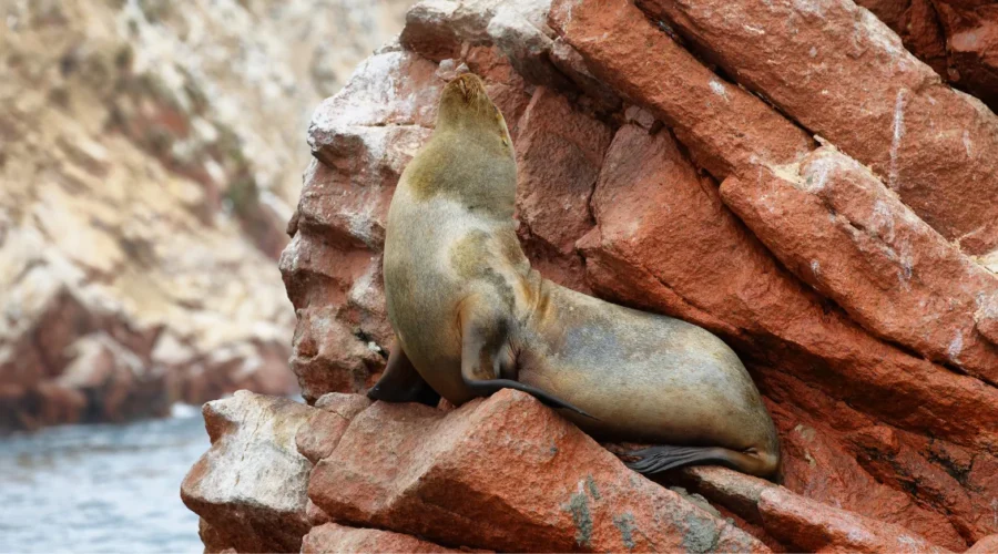 Ballestas Islands Boat Tour - Paracas Wildlife Experience - Wayki Bus - Lima Paracas Bus