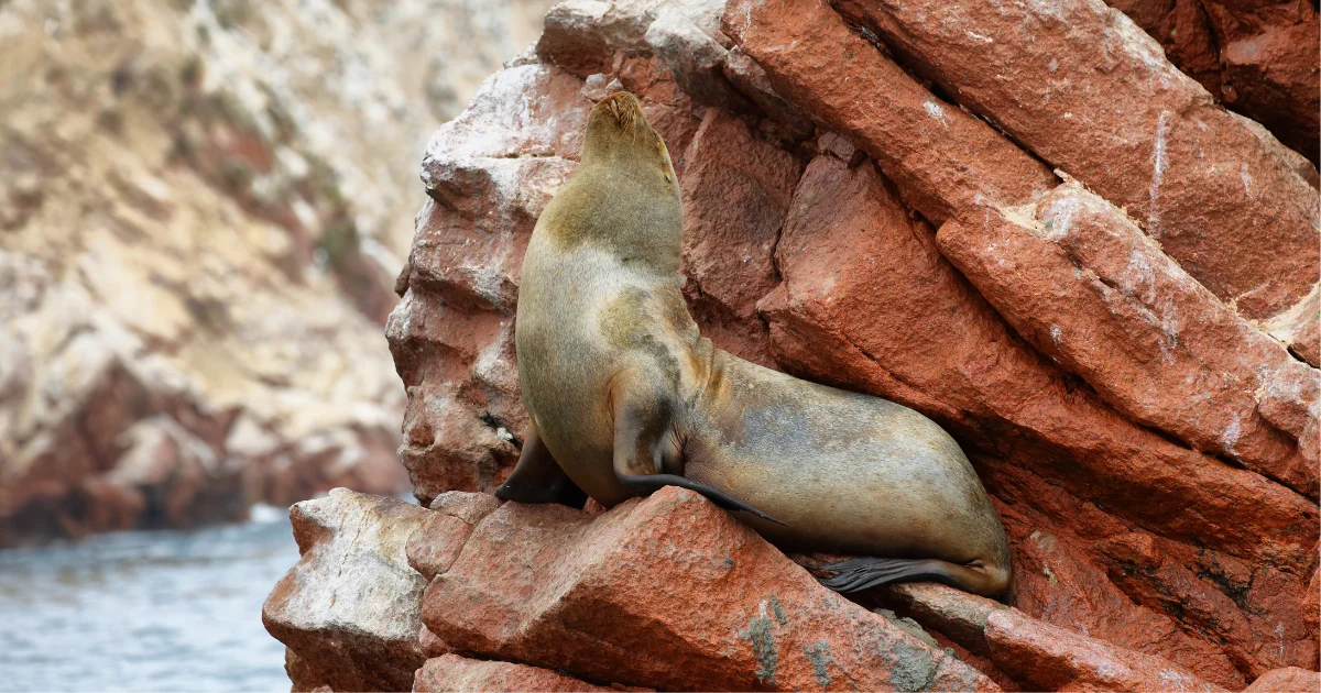 Ballestas Islands Boat Tour - Paracas Wildlife Experience - Wayki Bus - Lima Paracas Bus