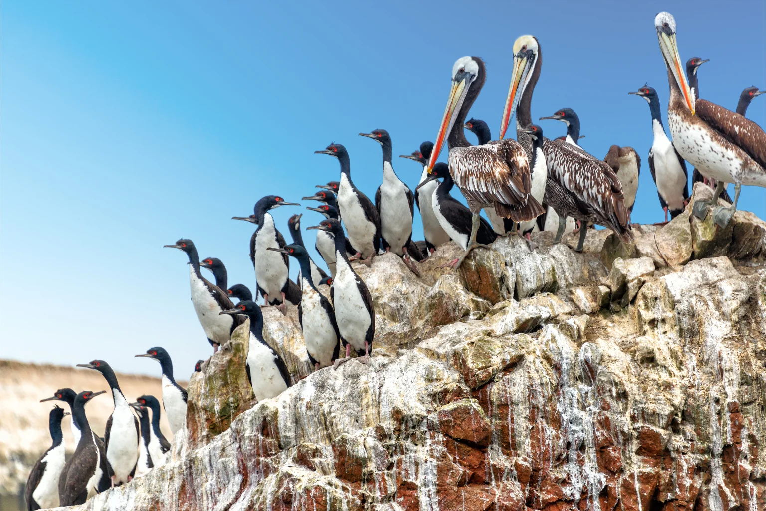 Migratory birds flying over the rocky Ballestas Islands in Paracas - Wayki Bus