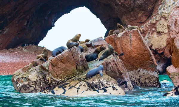 Sea lions - Ballestas Island tour - Wayki Bus